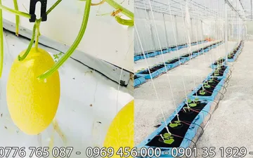 Chuyên Màng Pe - Nilong Trắng Quận 1