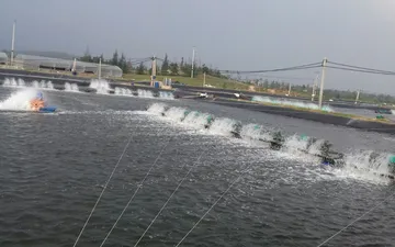 Bạn Có Đang Sử Dụng Màng Pe Lót Hồ Nuôi Tôm ? 