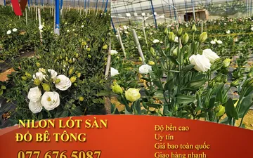 Hoa Cát Tường Trồng Trong Nhà Kính Pe 