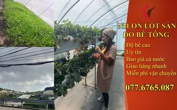 Cuộn Màng PE Nông Nghiệp - Màng PE Phủ Đất Màu Đen Phủ Luống