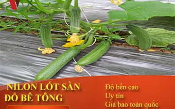 Chia Sẻ Kinh Nghiệm Sau Khi Sử Dụng Màng Quấn Pe-Nilon Trồng Cây 