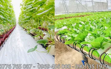 Chuyên Màng Pe - Nilong Trắng Quận 3