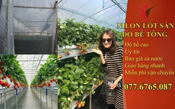 Làm Sao Màng PE Giúp Bạn Tiết Kiệm Lượng Nước Đáng Kể Trong Canh Tác?