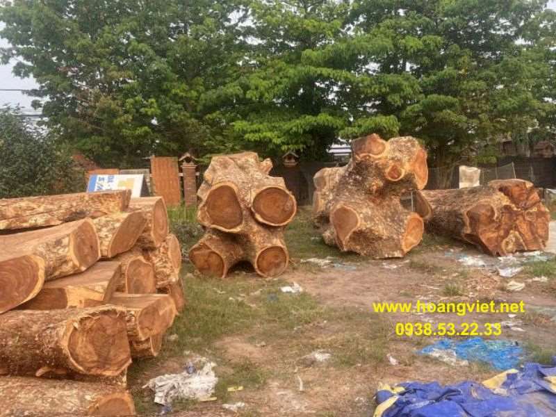 Thân và vỏ cây còng(cây me tây) Thân và vỏ cây còng(cây me tây)