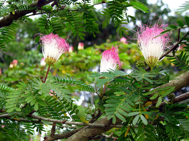 lá và hoa gỗ còng lá và hoa gỗ còng