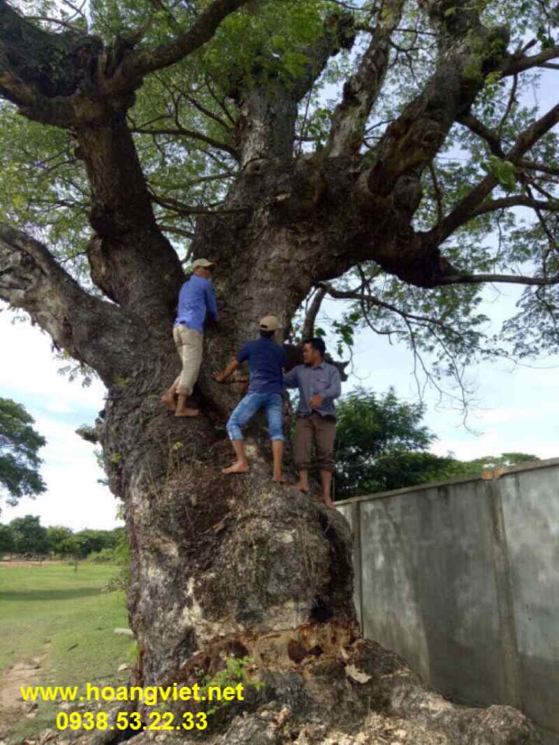 Cây gỗ còng Cây gỗ còng