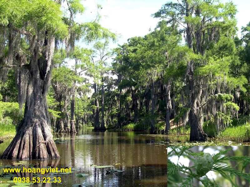 Cây thủy tùng hay còn gọi cây thông nước Cây thủy tùng hay còn gọi cây thông nước