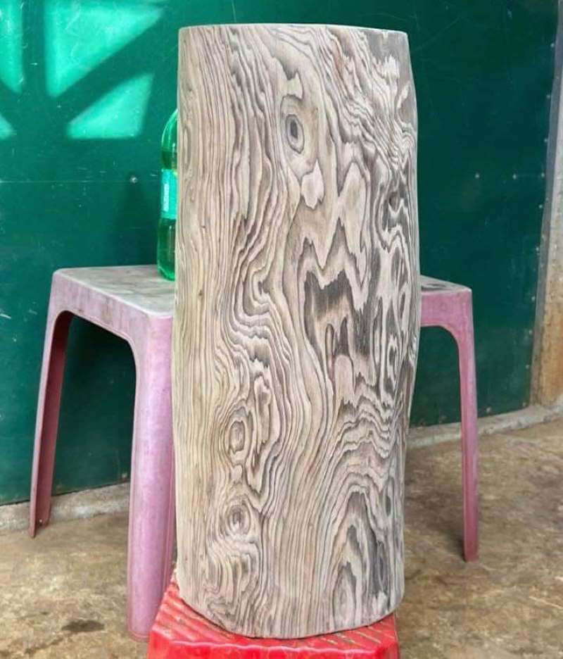 Cây gỗ thủy tùng tròn Cây gỗ thủy tùng tròn