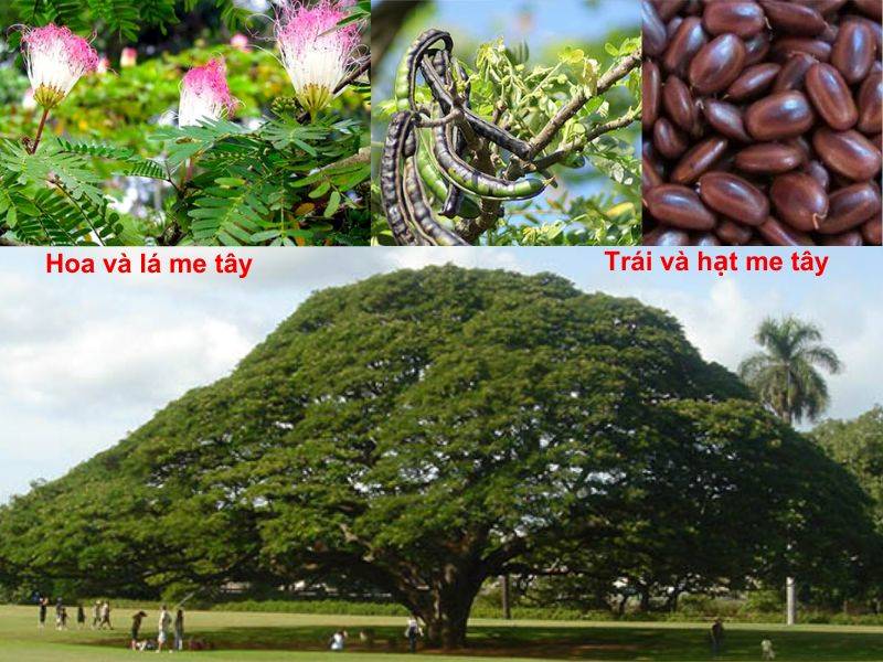 Cây me tây tạo bóng mát. Cây me tây tạo bóng mát.