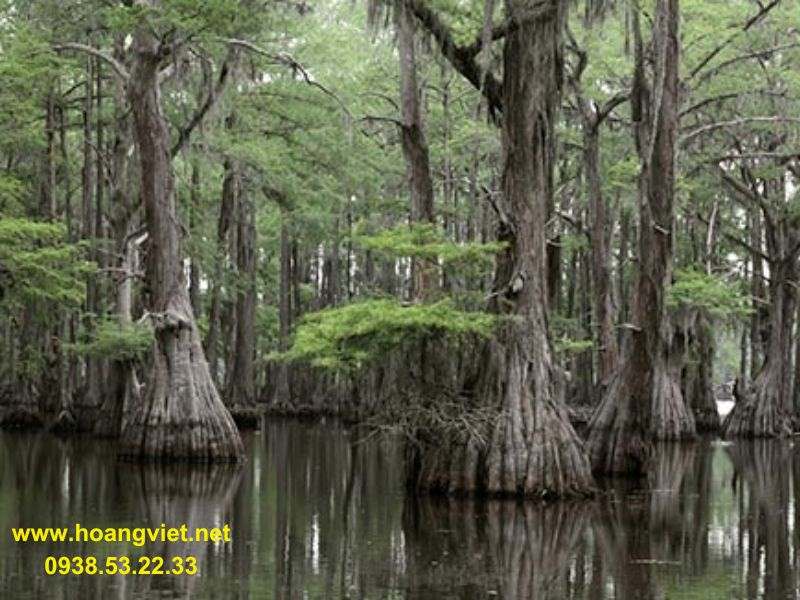 Cây thủy tùng Daklak - thông nước Cây thủy tùng Daklak - thông nước