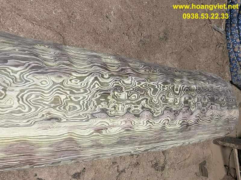 Gỗ thông nước còn gọi thủy tùng  Gỗ thông nước còn gọi thủy tùng