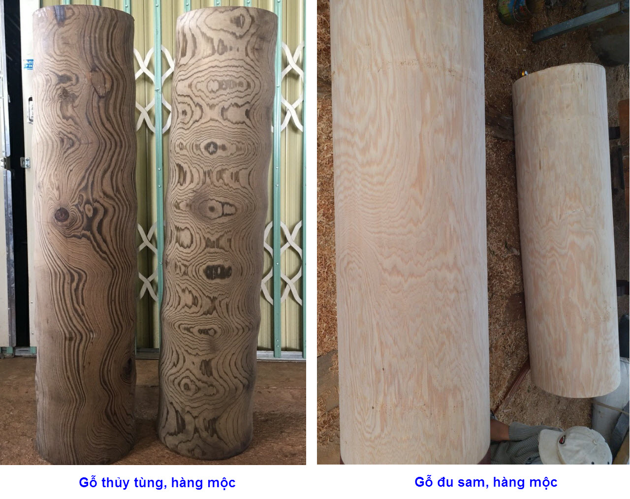 Phân biệt gỗ thủy tùng và gỗ đu sam Phân biệt gỗ thủy tùng và gỗ đu sam