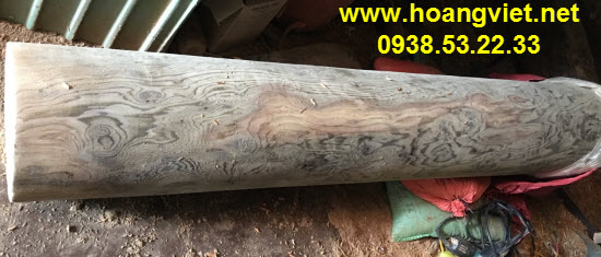 Gỗ thủy tùng Daklak Gỗ thủy tùng Daklak