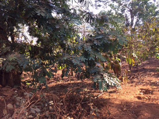 Lá cây muồng đen Lá cây muồng đen