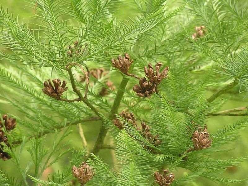 Quả và lá cây thủy tùng. Quả và lá cây thủy tùng.