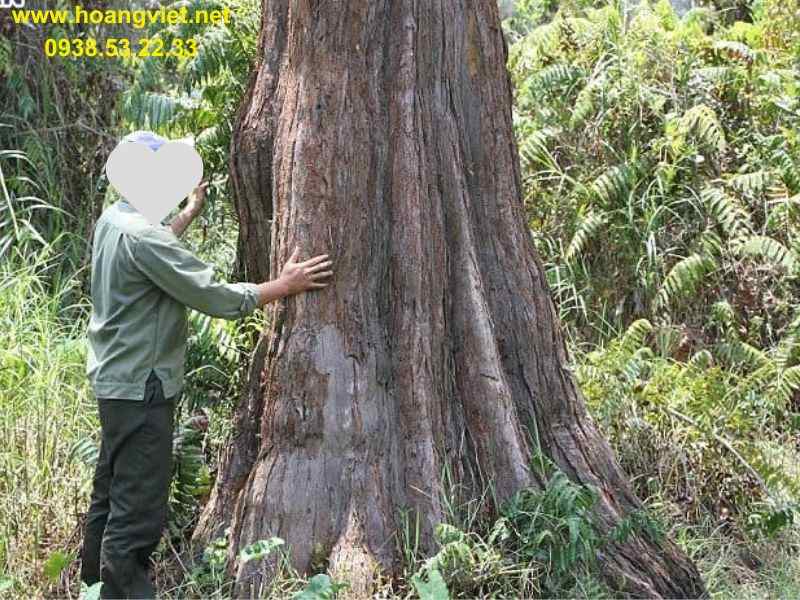 Thân cây gỗ thủy tùng Thân cây gỗ thủy tùng