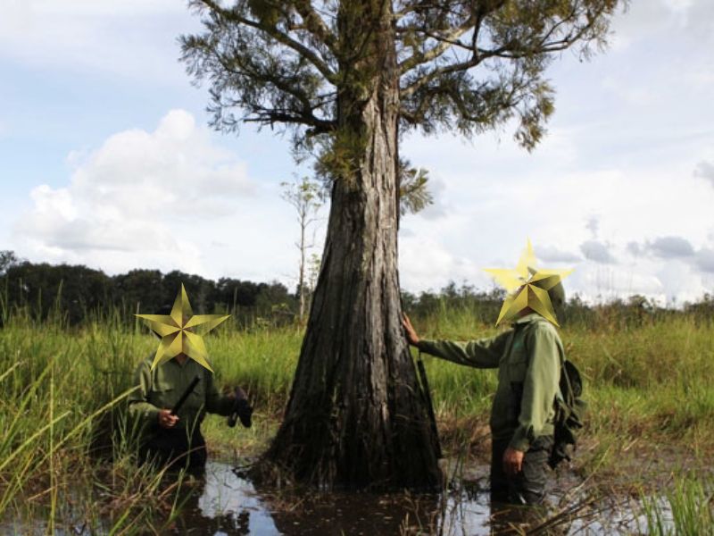 Thủy tùng ở vùng đầm lầy nhiệt đới Thủy tùng ở vùng đầm lầy nhiệt đới