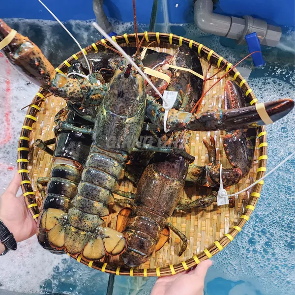 Tôm Hùm Alaska Sống