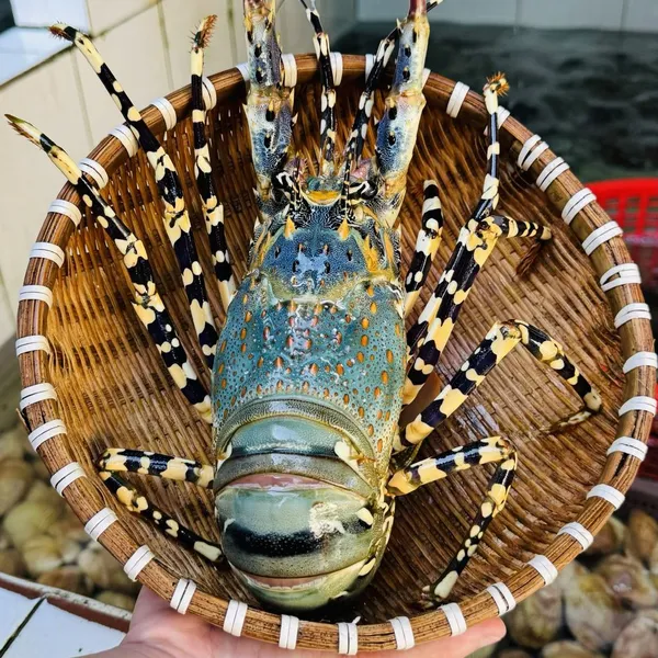 Tôm Hùm Bông Sống