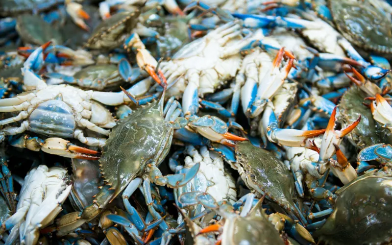 Khám Phá Ghẹ Xanh Tươi Sống: Sứ Giả Vị Ngọt Của Biển Việt