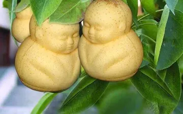 Tổng hợp hững loại trái cây có hình dạng đặc sắc do con người tạo ra