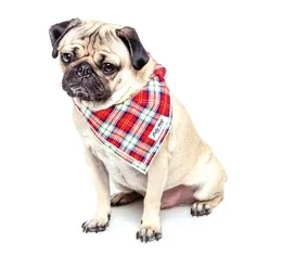 Chó Samoyed trắng siêu cute