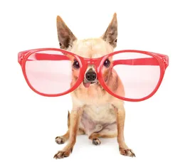 Chó Beagle nhập Thái