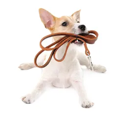 Chó Beagle trong nước