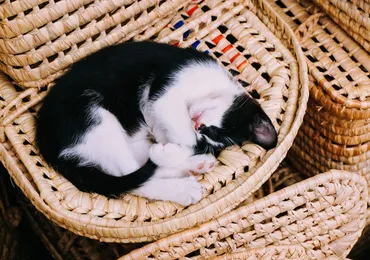 Chăm sóc mèo Ba Tư như thế nào?