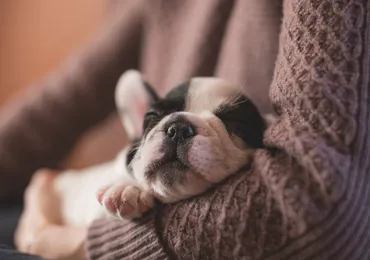 Những món đồ siêu đắt cho thú cưng