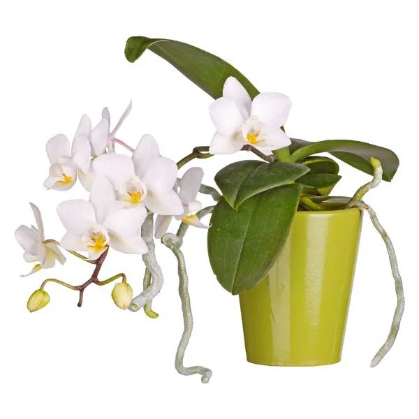 Chậu lan hồ điệp 3