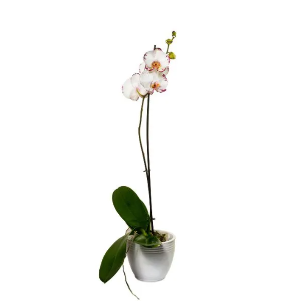 Chậu lan hồ điệp 4