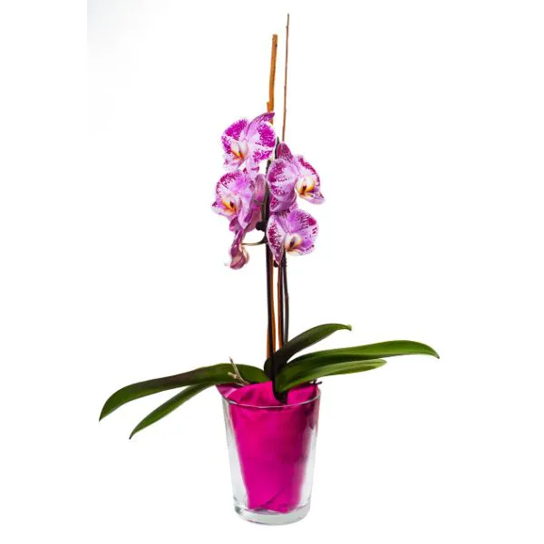 Chậu lan hồ điệp 2