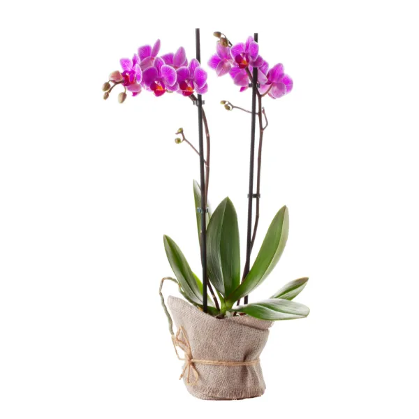 Lan hồ điệp tím hồng