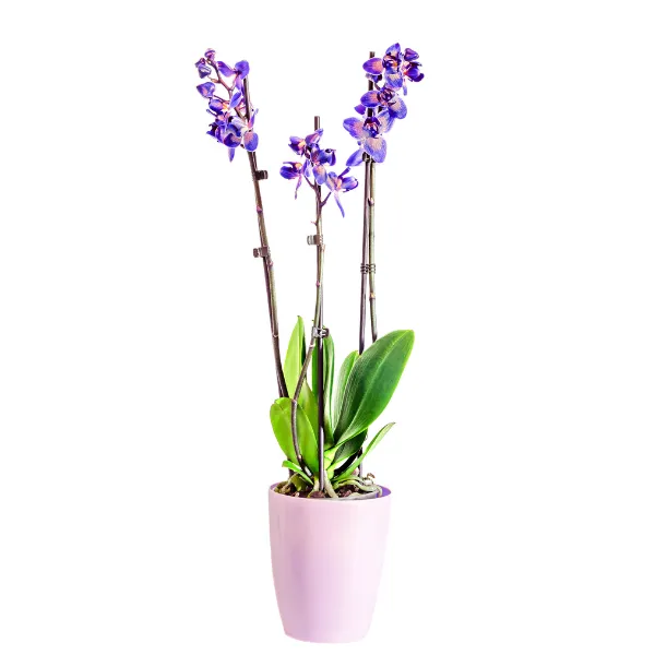 Lan hồ điệp tím