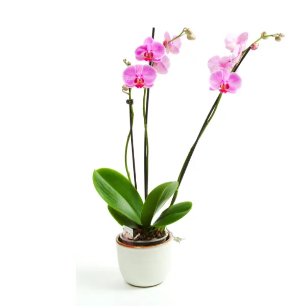 Lan hồ điệp tím hồng nhạt