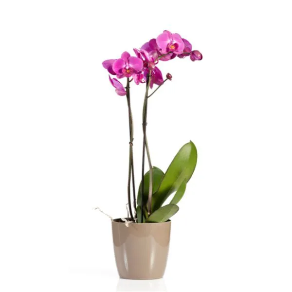 Chậu lan hồ điệp 1