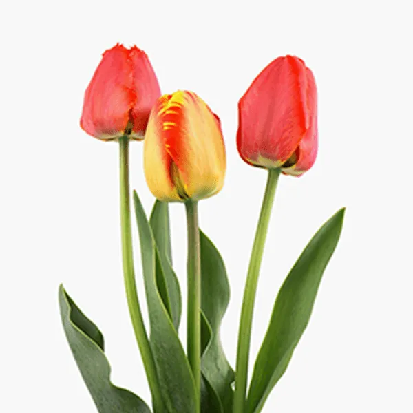 Hoa tulip
