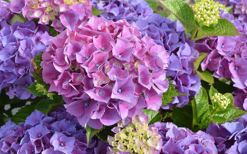 List các loài hoa đẹp nhất thế giới